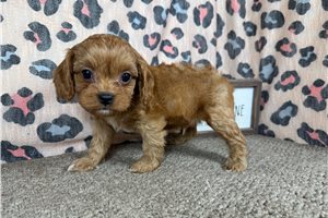 Cadence - Cavapoo for sale