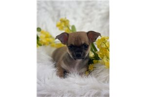 Dozer - Chihuahua for sale