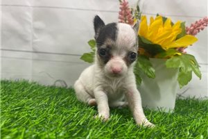 Maria - puppy for sale