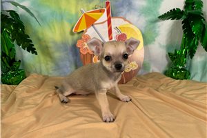 Niko - Chihuahua for sale