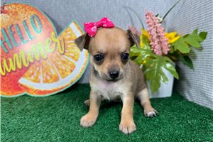 Naomi - Chihuahua for sale