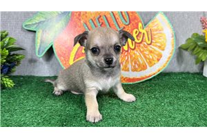 Niko - Chihuahua for sale
