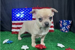 Nimbus - Chihuahua for sale