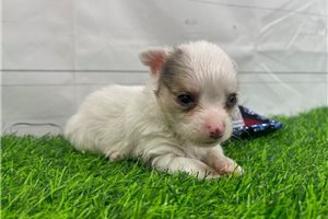 Chi - puppy for sale