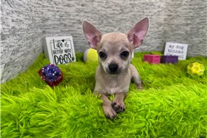 Niko - Chihuahua for sale