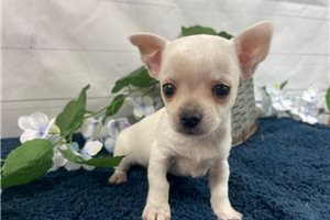 Diego - Chihuahua for sale