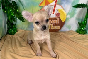 Nimbus - Chihuahua for sale