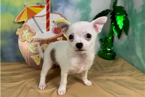 Jack - Chihuahua for sale