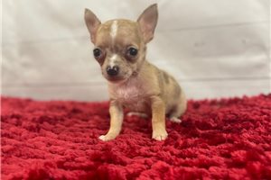 Bianca - Chihuahua for sale