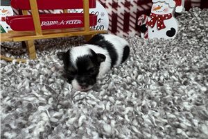 Liberty - Chihuahua for sale