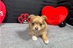 Ledger - Chihuahua for sale
