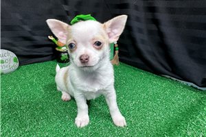 Luna - Chihuahua for sale