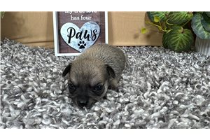 Niko - Chihuahua for sale