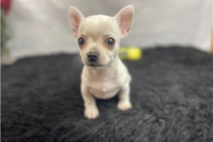 Cisco - puppy for sale