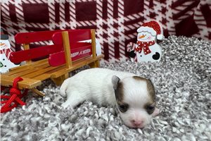 Lacey - Chihuahua for sale
