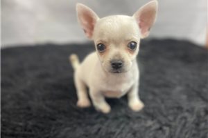 Cisco - Chihuahua for sale