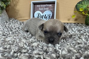 Nimbus - puppy for sale