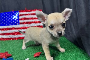 Niko - Chihuahua for sale