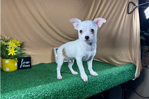 Jack - Chihuahua for sale