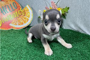 Nile - Chihuahua for sale