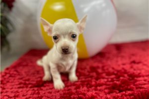 Chico - Chihuahua for sale