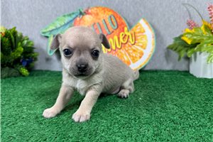 Nimbus - Chihuahua for sale