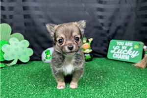 Fletcher - Chihuahua for sale