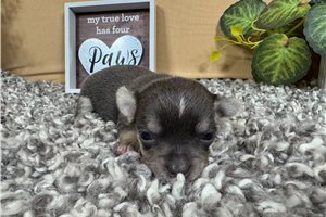 Nile - puppy for sale