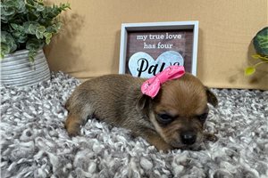 Naomi - puppy for sale
