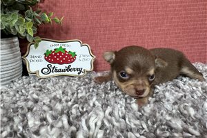Poppy - Chihuahua for sale