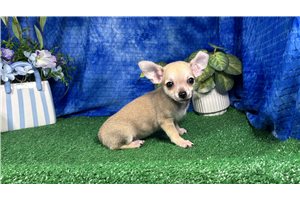Niko - Chihuahua for sale