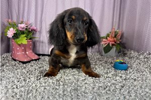 Sawyer - Dachshund, Mini for sale