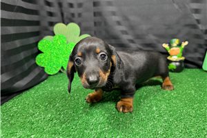 Bennett - puppy for sale