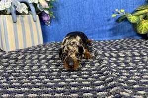 Jiminy - puppy for sale