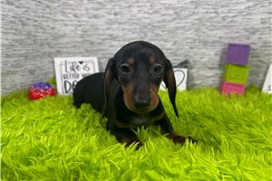 Sasha - Dachshund, Mini for sale