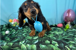 Magnom - Dachshund, Mini for sale