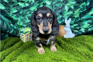 Liberty - Mini Dachshund for sale
