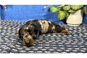 Jinx - puppy for sale