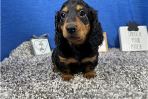 Lennox - Dachshund, Mini for sale