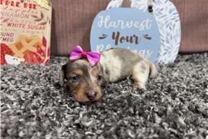 Gigi - puppy for sale