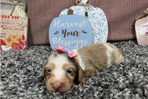 Goldy - puppy for sale