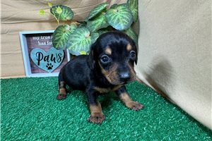 Perdita - Dachshund, Mini for sale