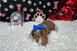 Clementine - puppy for sale
