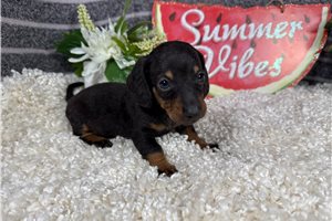 Shawn - Dachshund, Mini for sale