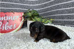 Sawyer - Dachshund, Mini for sale