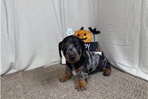 Jinx - Mini Dachshund for sale