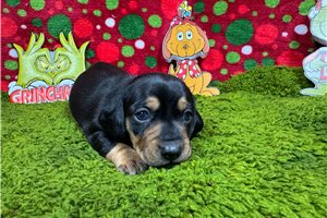 Tank - Dachshund, Mini for sale