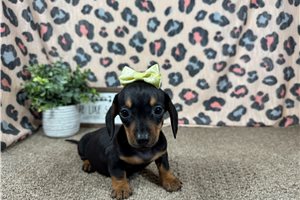 Perdita - Dachshund, Mini, placed in Springfield