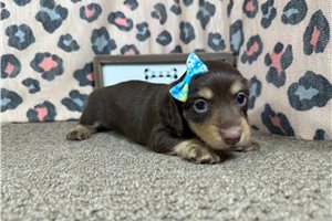 Brianna - Dachshund, Mini for sale