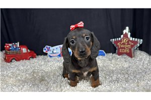 Sarah - Dachshund, Mini for sale